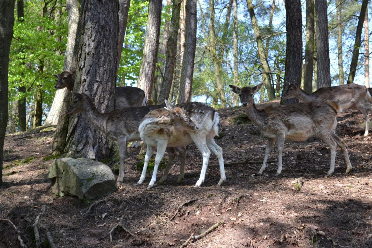 Zauber Der Pfalz Romerberg Eksteriør bilde
